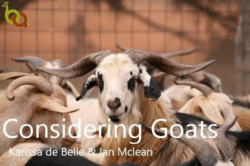 Considering Goats