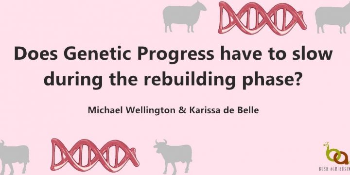 Does genetic progress have to slow during the rebuilding phase?