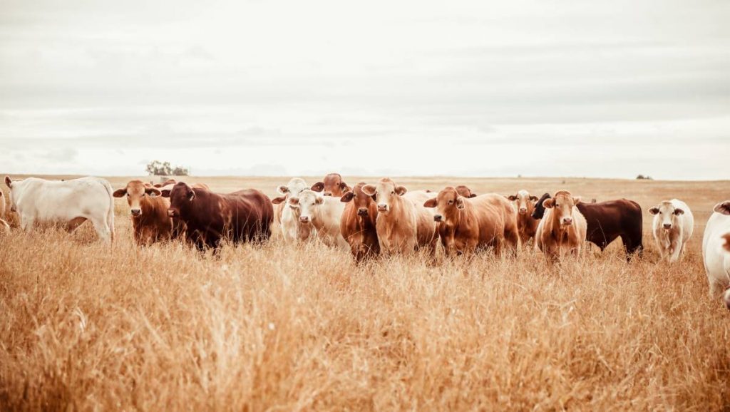 The cost-price squeeze has turned for beef producers, new analysis shows. That means productivity improvements go straight to the bottom line. Photo: Lucy Kinbacher