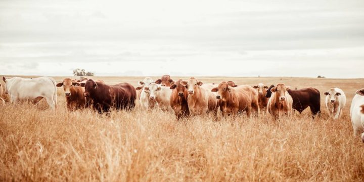 Beef productivity gains to go to bottom line