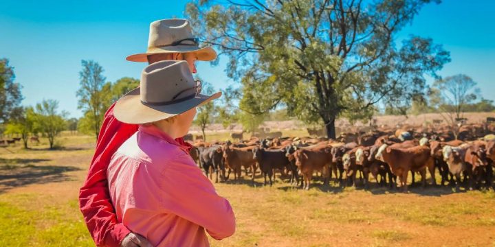 The benefits of sharing intellectual capital in the beef industry